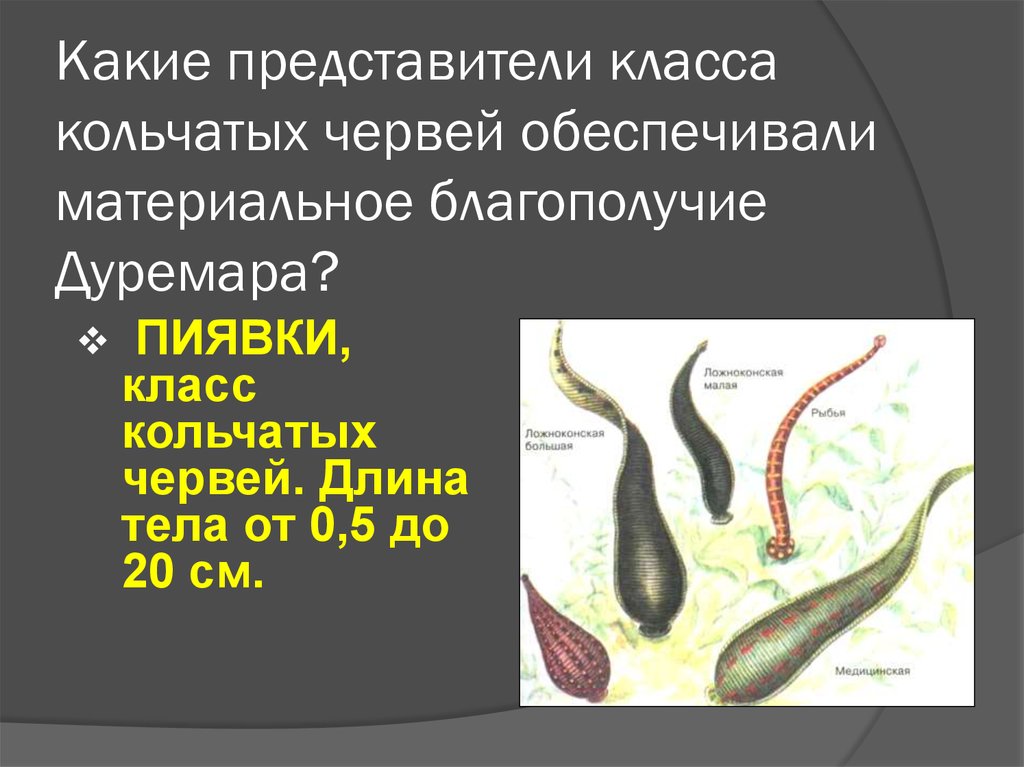 Класс пиявки. Характеристика класса пиявки черви.