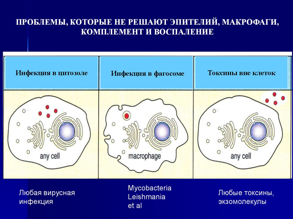 Клетками макрофагами являются. Клетки адаптивного иммунитета. Адаптивный иммунитет макрофаги. Клетки лейшмании в макрофаги. Воспаление макрофаги.