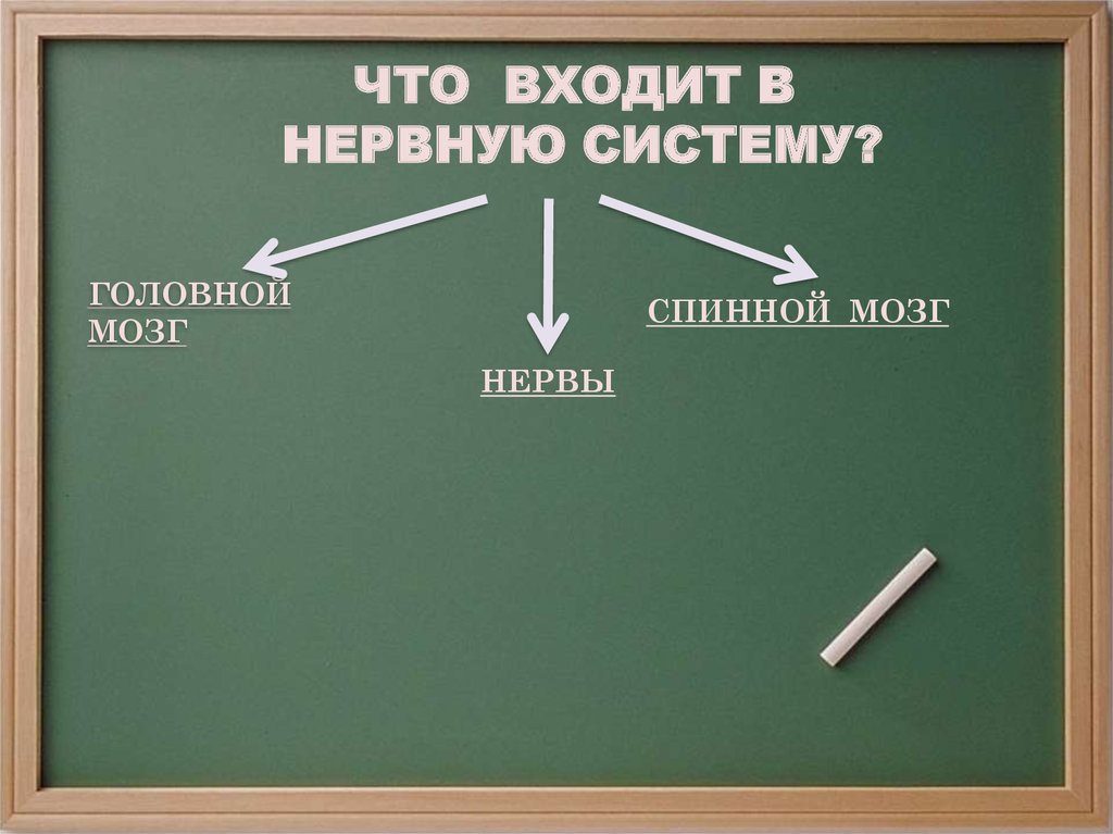 Система окружающий мир. Что входит в нервную систему. Нервная система 3 класс окружающий мир. Что входит в нервную систему 3 класс. Нервная система 3 класс Гармония.