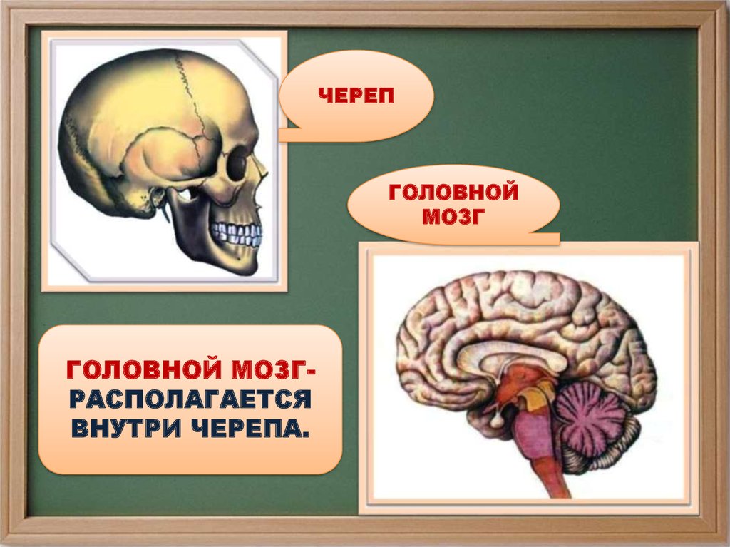 Покажи головной мозг. Расположение мозга в черепе. Мозг внутри внутри черепа.