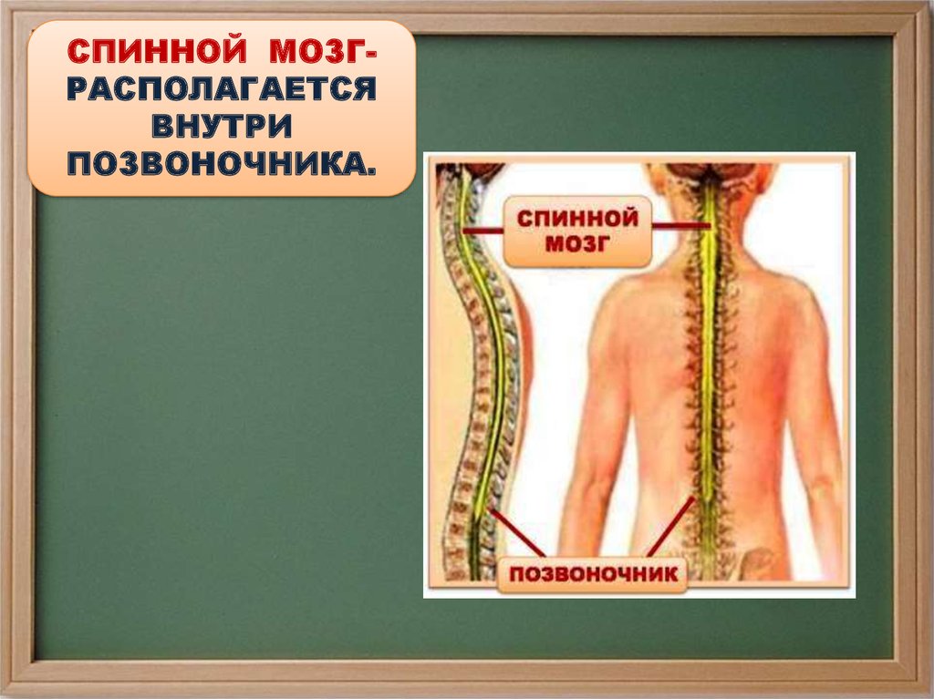 Спинной мозг находится. Позвоночник и спинной мозг. Расположение спинного мозга человека. Спинной мозг расположен. Спинной мозг располагается.