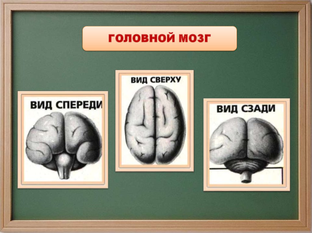 Виды мозгов. Мозг человека презентация 3 класс. Головной мозг 4 класс. Мозг человека 3 класс окружающий мир. Мозг по окружающему миру 3 класс.