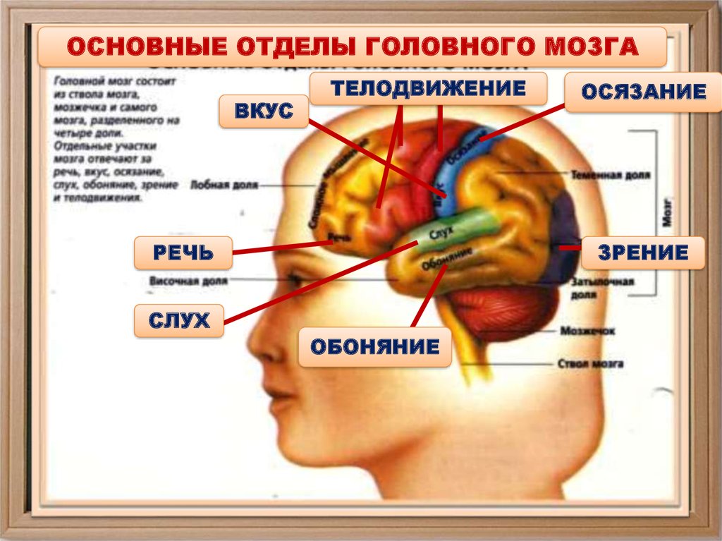 Отделы мозга обоняние. Отдел мозга отвечающий за зрение. Отдел мозга отвечающий за обоняние. Мозг отвечающий за слух и зрение. Отделы и части головного мозга.