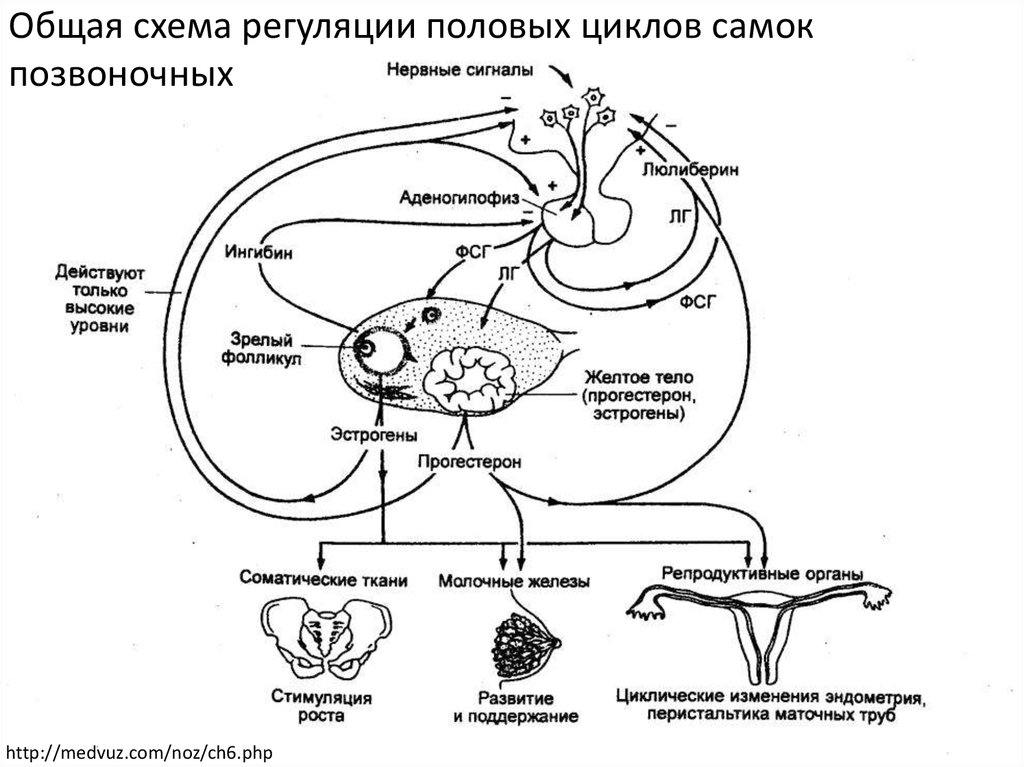 Схема регуляции менструационного цикла