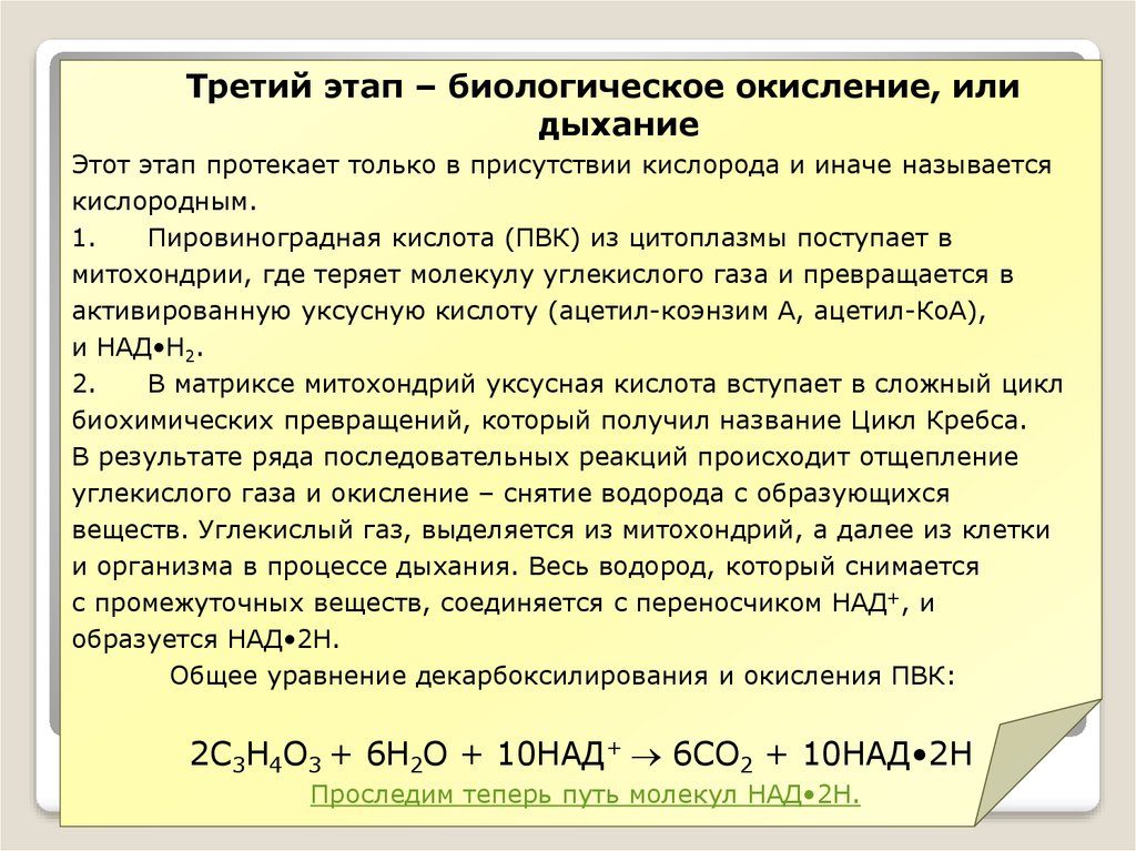 Присутствие кислорода. Клеточное дыхание это биологическое окисление. Этапы биологического окисления. Этап клеточного дыхания протекает в. Кислородный этап биологического окисления.