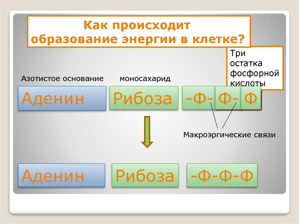 Образование энергии. Метаболизм презентация 10 класс.