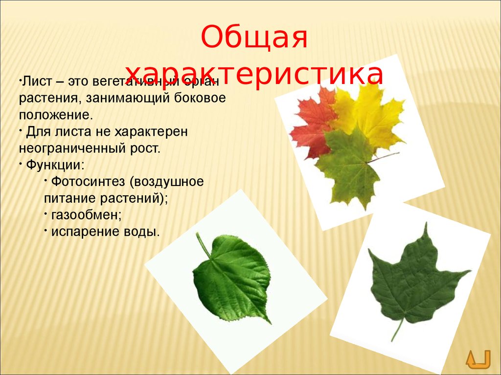 Чем отличается лист от других растений. Характеристика листа. Характеристика листьев. Лист орган растения. Охарактеризовать листья.