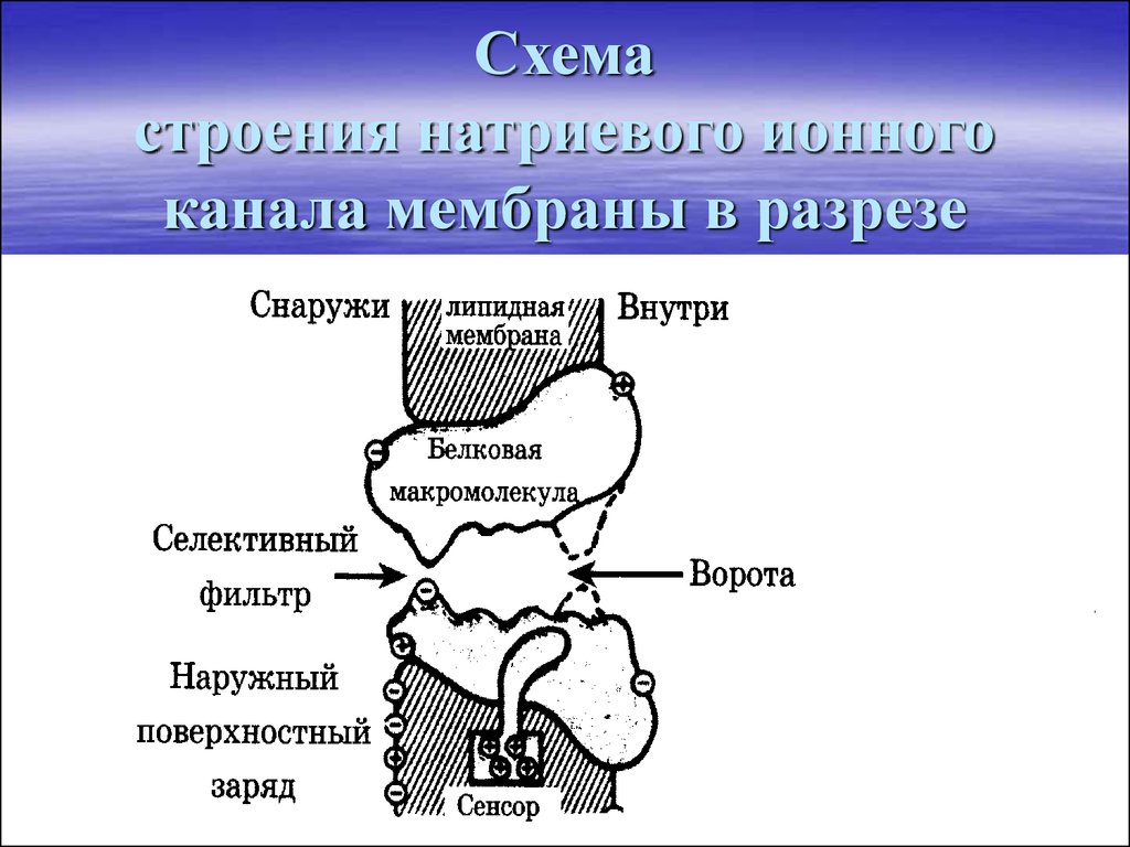 Строение канала. Строение ионного канала мембраны. Натриевые ионные каналы строение. Схема строения ионного канала. Структура ионного канала.