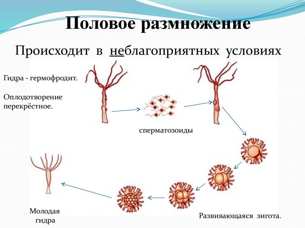 Каким способом размножаются кишечнополостные. Бесполое размножение пресноводной гидры. Половое размножение пресноводной гидры. Размножение гидры половым путем. Кишечнополостные гидра размножение.