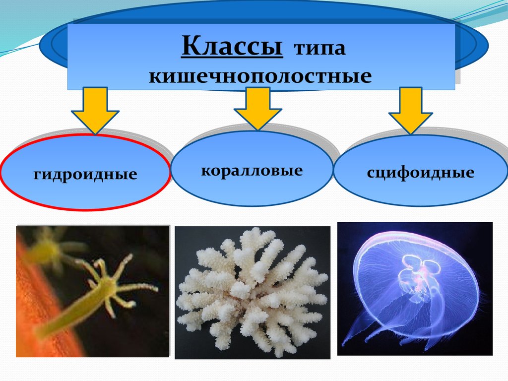 Картинки тип кишечнополостные