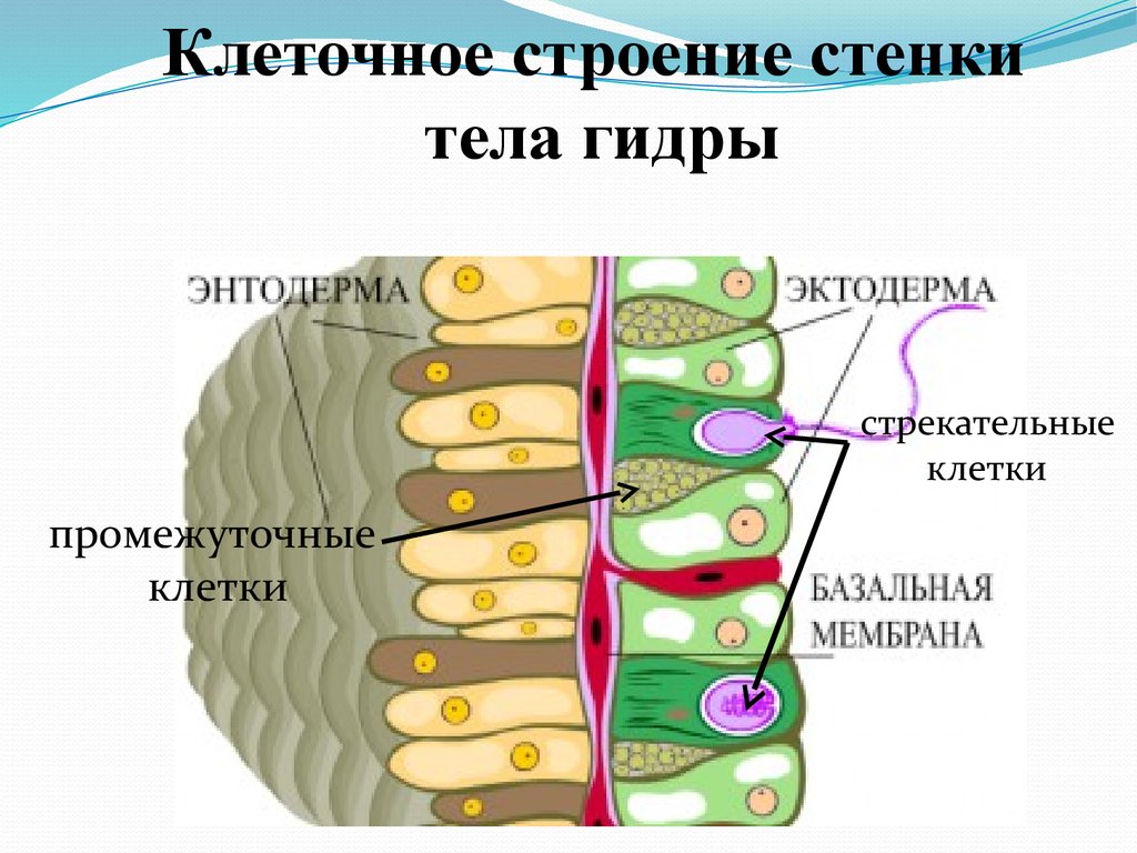 Промежуточно клеточный. Строение гидры клетки строение функции. Строение энтодермы у гидры. Строение стенки тела гидры. Строение стенки гидры.