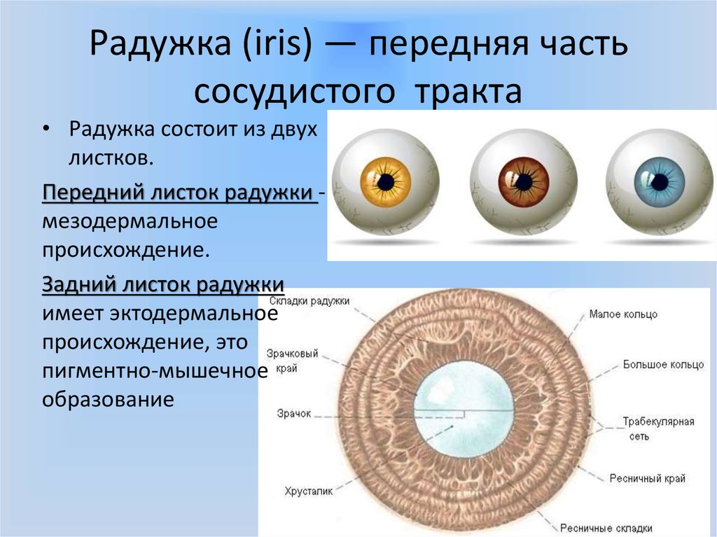 Радужка является частью оболочки глаза. Сосудистая оболочка глаза радужка. Структура радужной оболочки глаза. Анатомия радужной оболочки. Радужка зрачок строение.