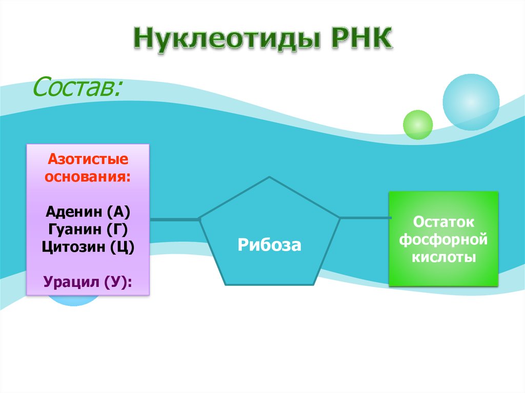 Схема состава нуклеотида днк