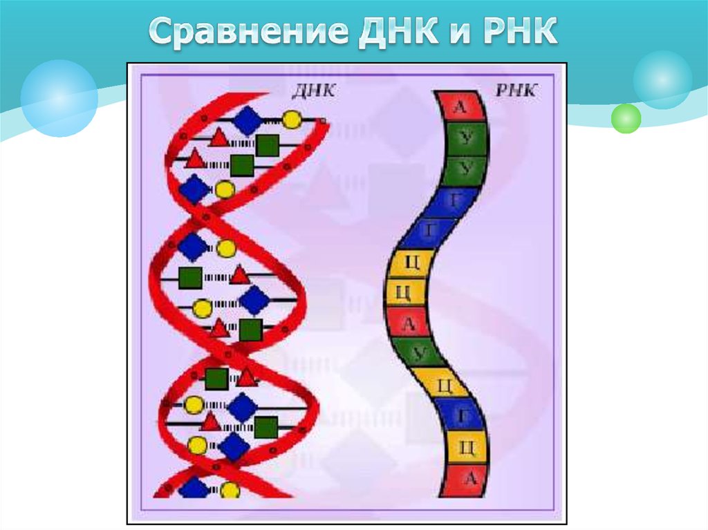 Структура молекулы днк рнк. Сравнение ДНК И РНК рисунок. Строение ДНК. Строение ДНК И РНК. Схема ДНК И РНК.