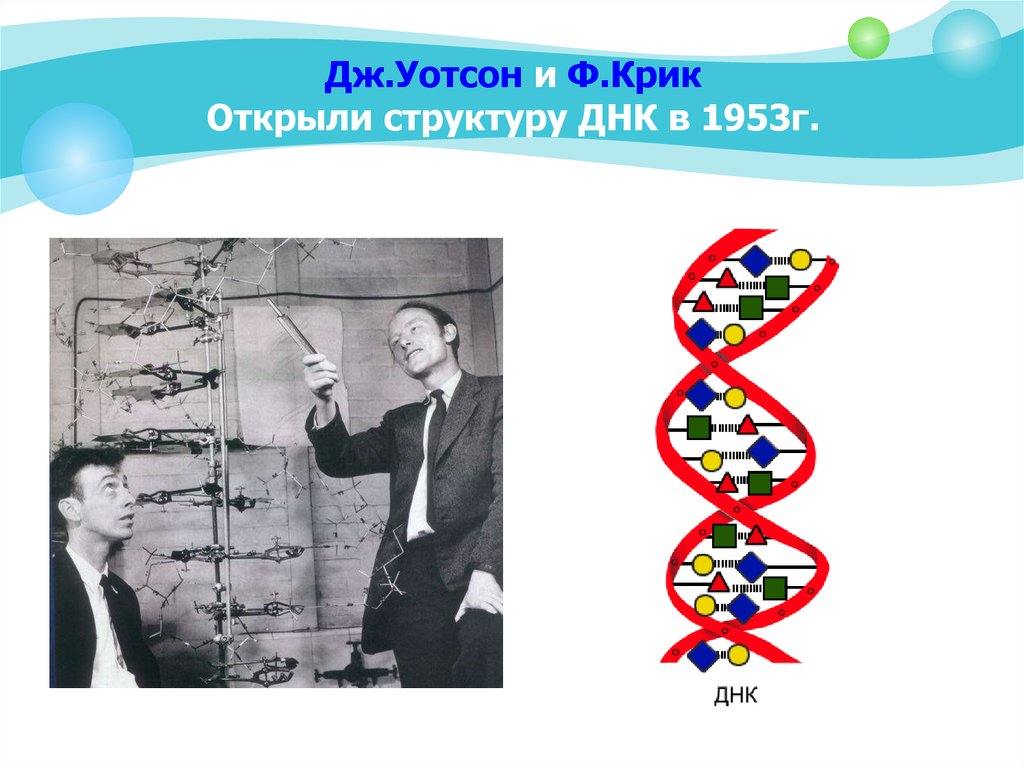 Открытие структура. Модель ДНК Дж Уотсона и ф крика. Дж Уотсон структура ДНК. Открытие структуры молекулы ДНК (Уотсон и крик, 1953). Модель ДНК Уотсона и крика 1953 г.