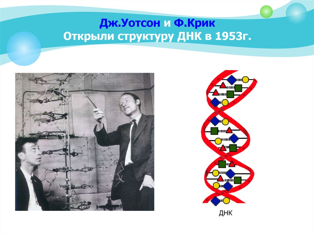 Открытие днк. Модель ДНК Дж Уотсона и ф крика. Дж Уотсон структура ДНК. Открытие структуры молекулы ДНК (Уотсон и крик, 1953). Модель ДНК Уотсона и крика 1953 г.