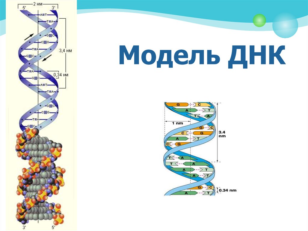 Процесс разрезания молекулы днк. Структура молекулы ДНК схема. Построение схем молекул ДНК. Структура ДНК рисунок. Модель строения молекулы ДНК.