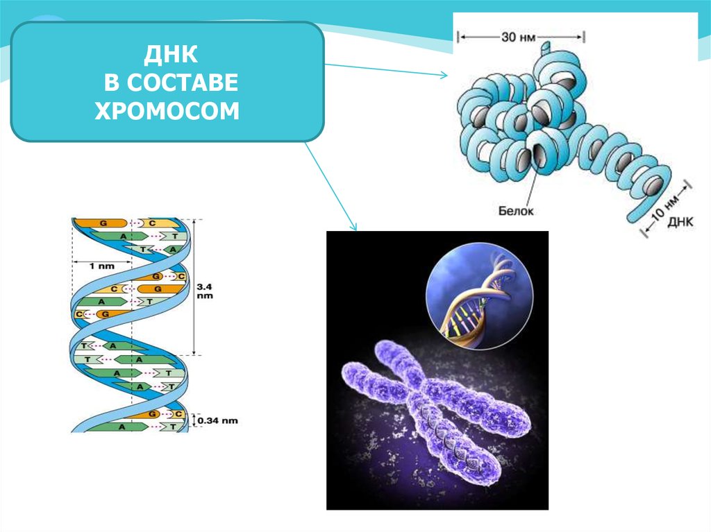 Молекулы днк находится в хромосомах. ДНК И хромосомы. ДНК состоит из хромосом. Молекулы ДНК В хромосоме. Нуклеиновые кислоты хромосомы.