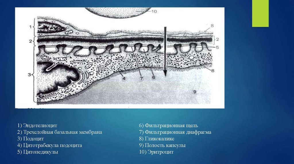 Фильтрационная мембрана почки схема