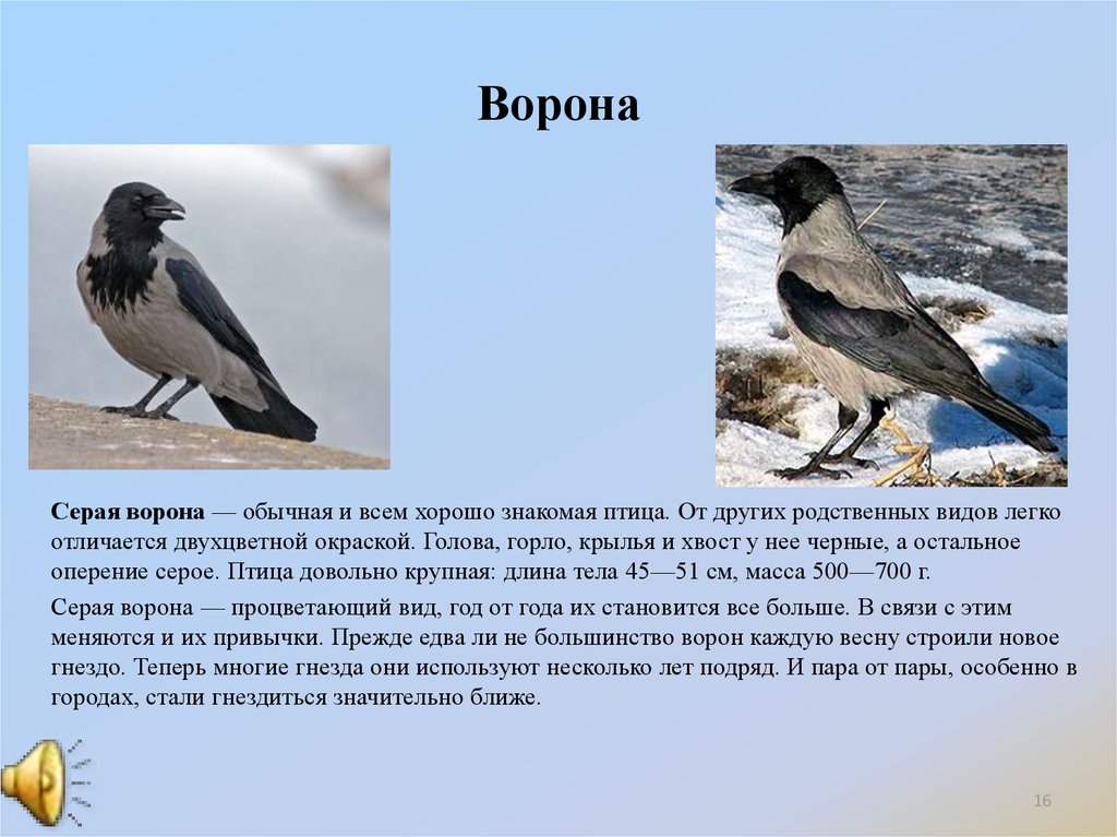 Описание вороны. Серая ворона описание. Серая ворона описание для детей. Ворона серая доклад. Серая ворона фото и описание.