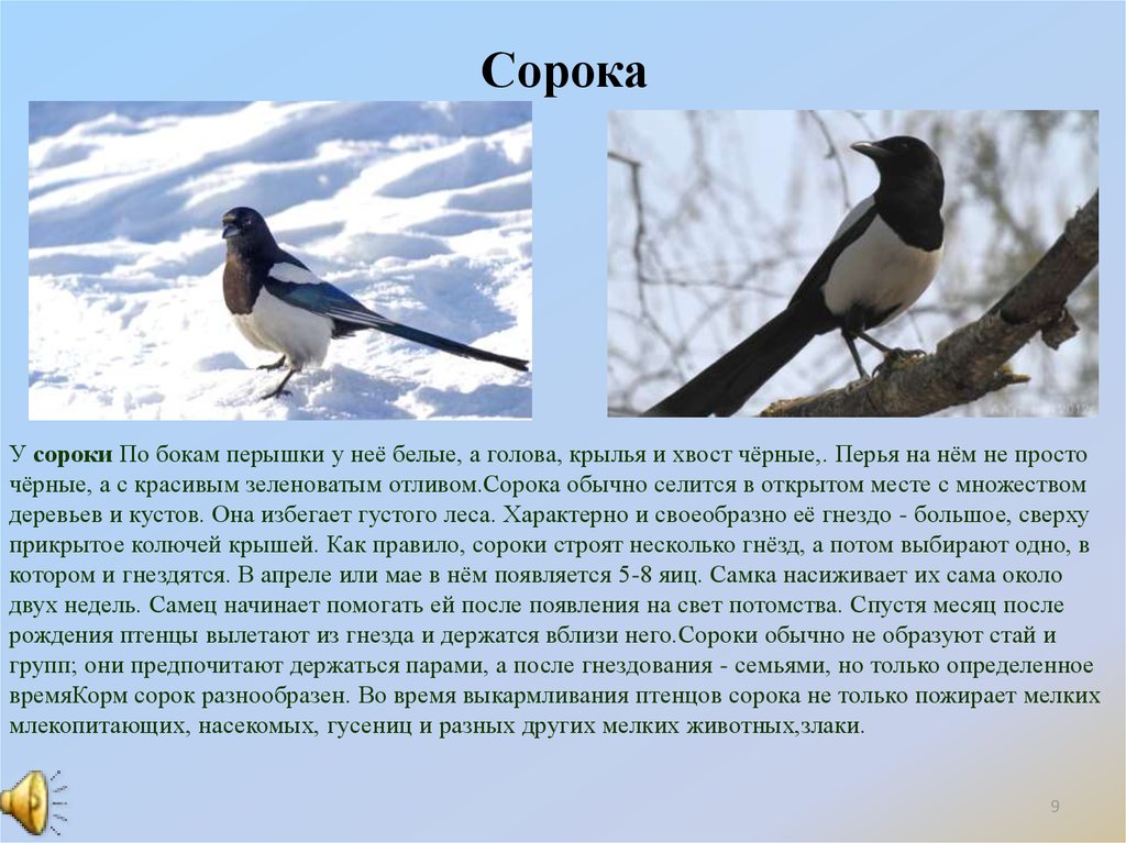 История сороки. Описание сороки. Доклад про сороку. Сорока описание птицы. Сорока краткое описание.