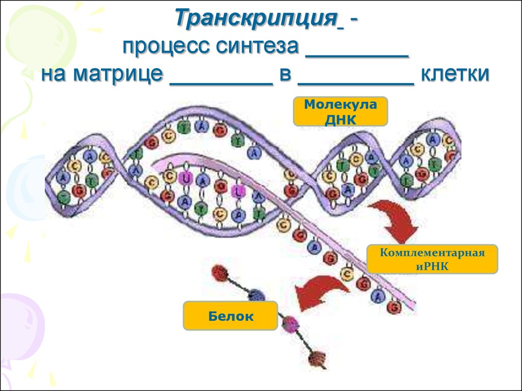 Матричный синтез белка. Транскрипция это процесс синтеза. Процессы матричного синтеза. Процесс синтеза белка транскрипция. Процессы матричного синтеза в клетке.