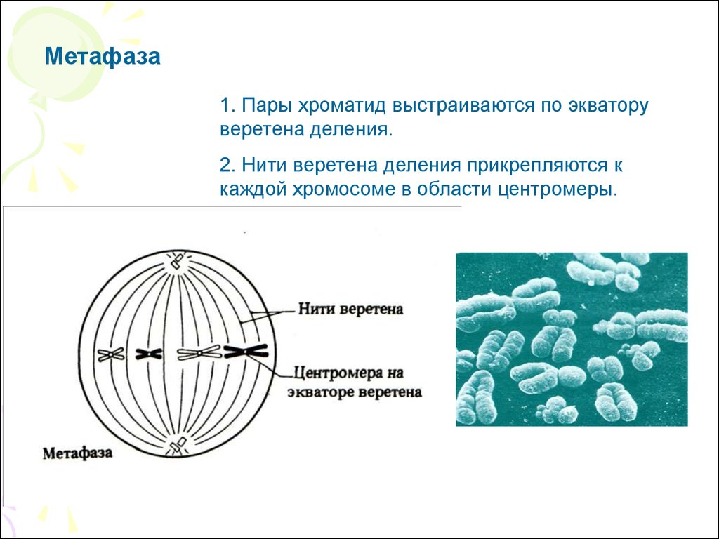 Метафаза 1 рисунок. Метафаза 1 1. Нити веретена деления. Метафаза Веретено деления. Прикрепление нитей веретена деления центромера хромосомы.