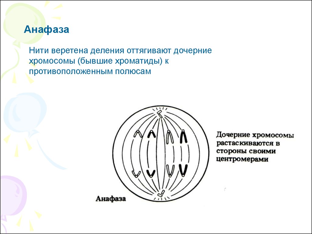 Образование веретена деления. Веретено деления. Нити веретена деления. Анафаза. Анафаза дочерние хромосомы.