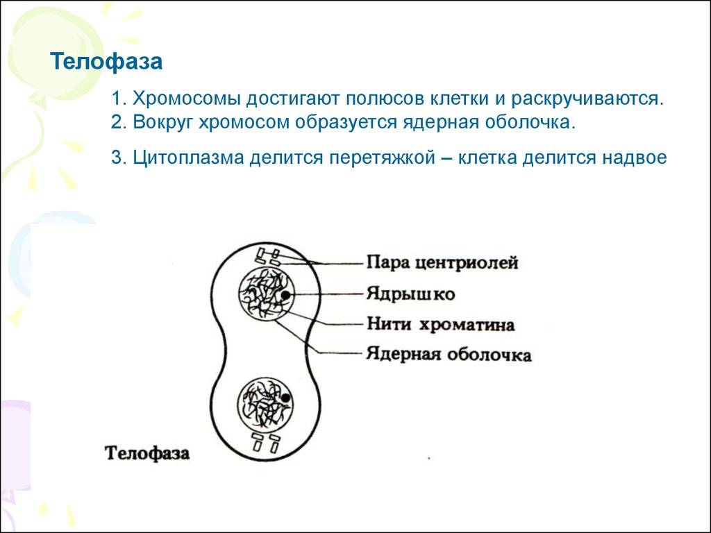 Телофаза 1. Телофаза растительной клетки. Делится цитоплазма хромосомы раскручиваются. Телофаза у растительной и животной клетки.