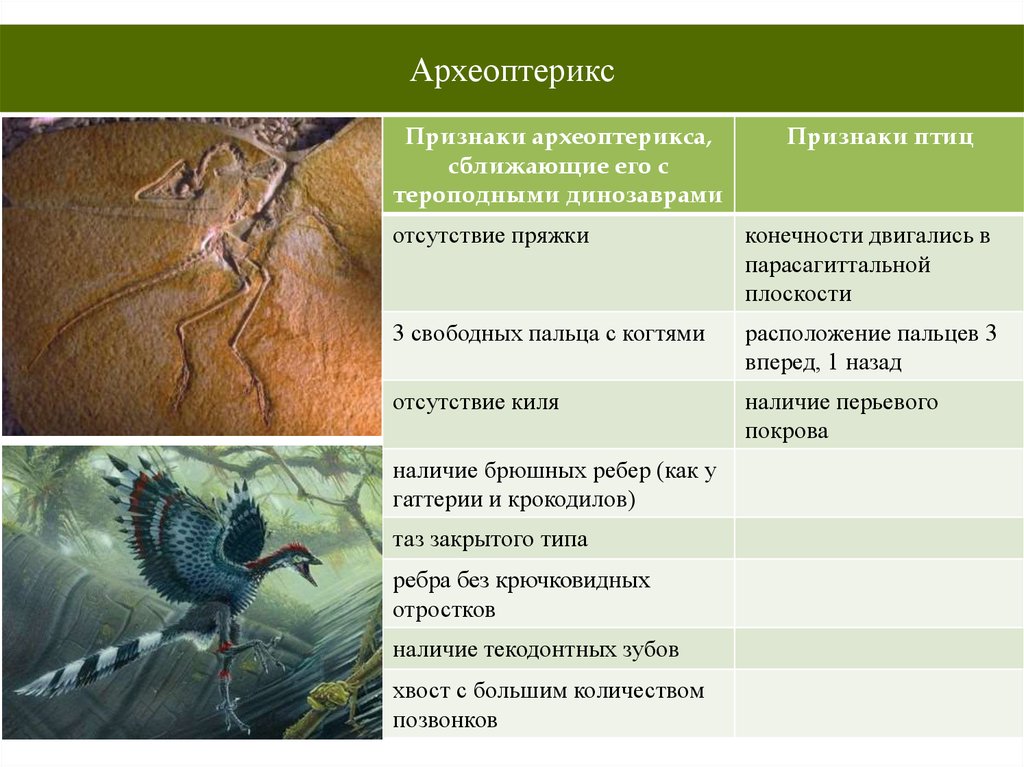 Различия птиц и рептилий. Археоптерикс доказательства эволюции. Археоптерикс таблица. Археоптерикс признаки птиц и пресмыкающихся. Характеристика археоптерикса таблица.