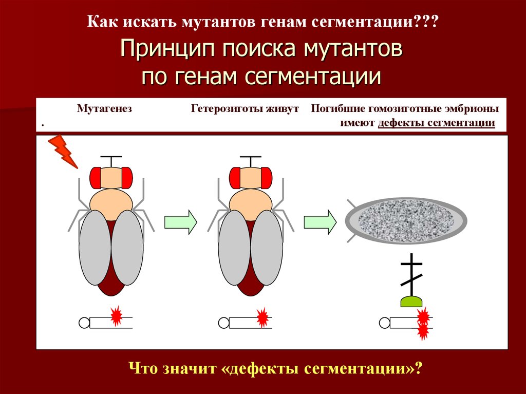 Дрозофила как объект генетических исследований презентация