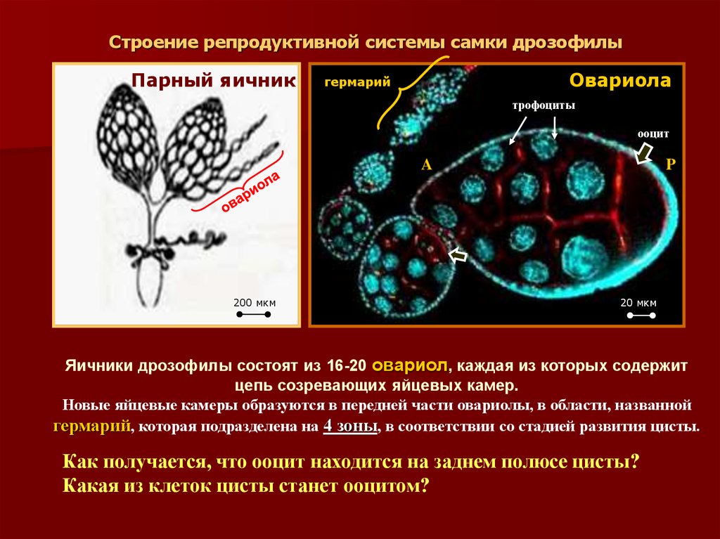 Соматические клетки дрозофилы. Половая система самок насекомых. Яичник дрозофилы. Строение детородной системы. Строение репродуктивной системы самки.