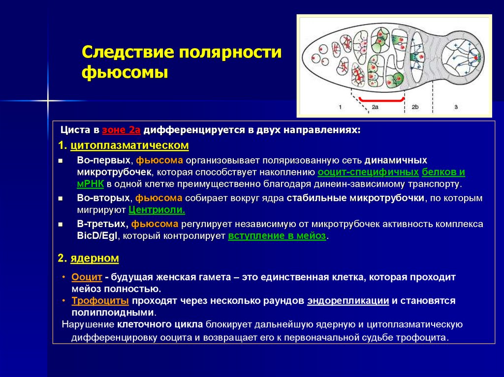 Генетический контроль развития растений. Вентрикулярной герминативной зоны. Генетический контроль развития организма. Герминативно-клеточные новообразования;.