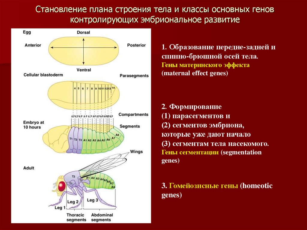 Генетический контроль развития растений