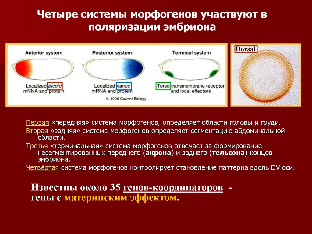 Оси зародыша. Генетический контроль развития организма. Морфогены. Гены материнского эффекта. Коэффициент поляризации ооцитов.