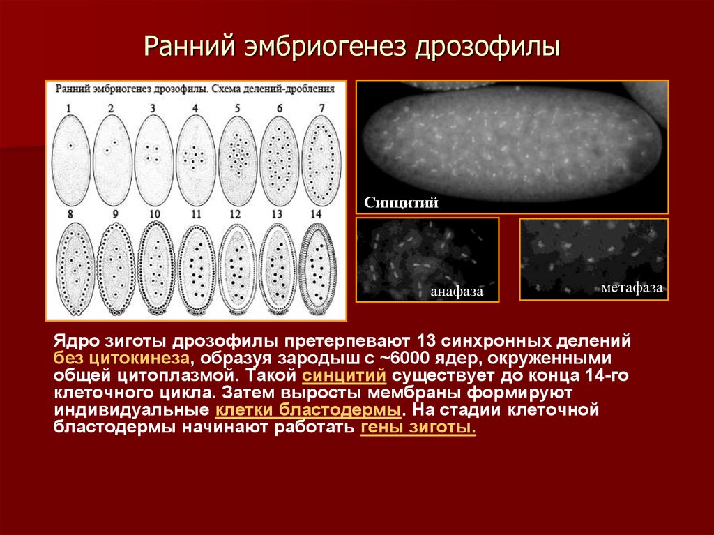 Гены развития дрозофилы