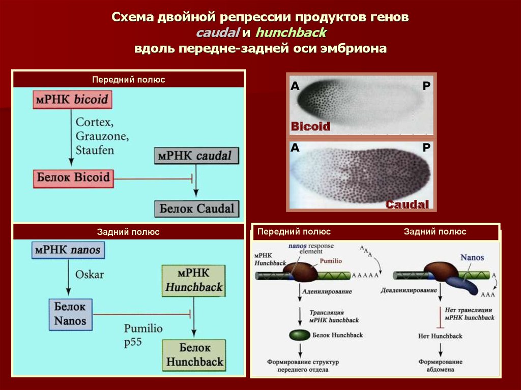 Генетический контроль развития растений животных и человека