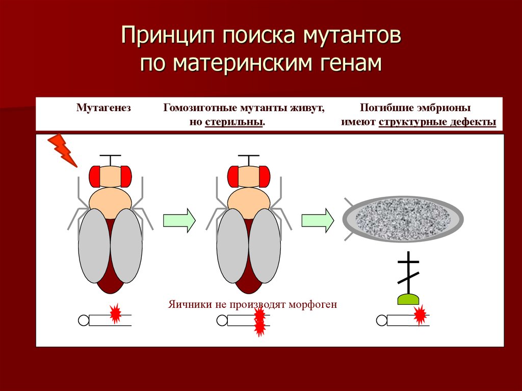 Принцип поиска. Генетический контроль развития организма. Гены материнского эффекта. Принципы поиска. Гены с материнским эффектом обеспечивают.