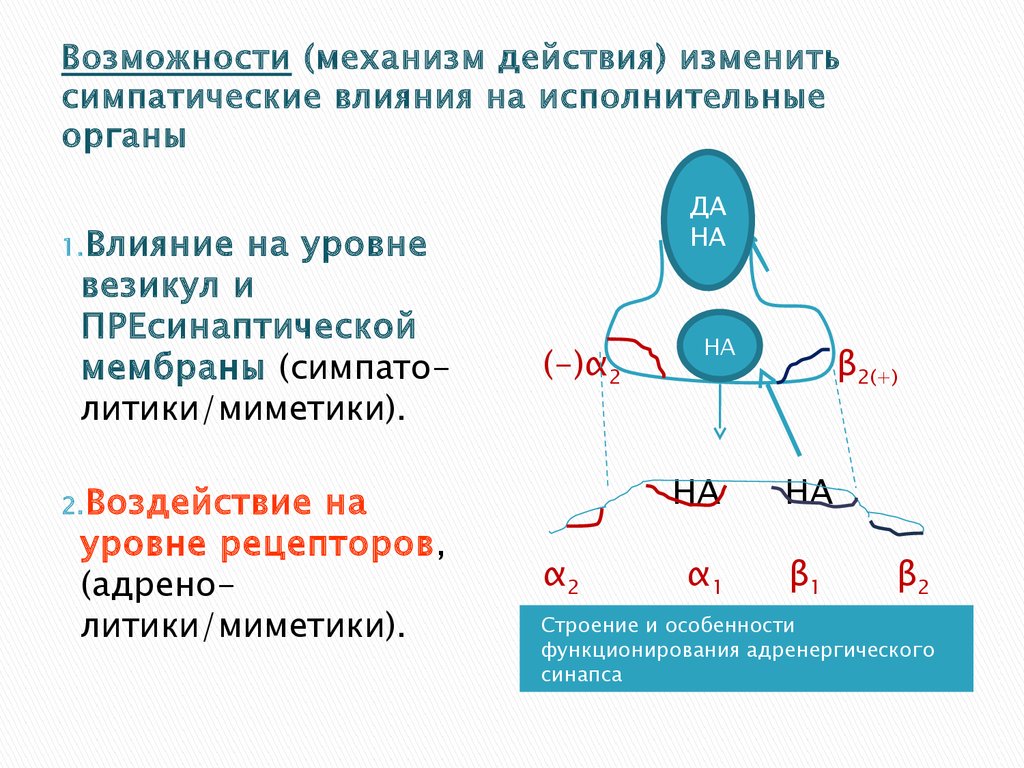 Возможность механизм. Холинергические и адренергические синапсы. Механизм передачи нервного импульса в адренергических структурах. Механизм действия органа. Едкие яды механизм действия.