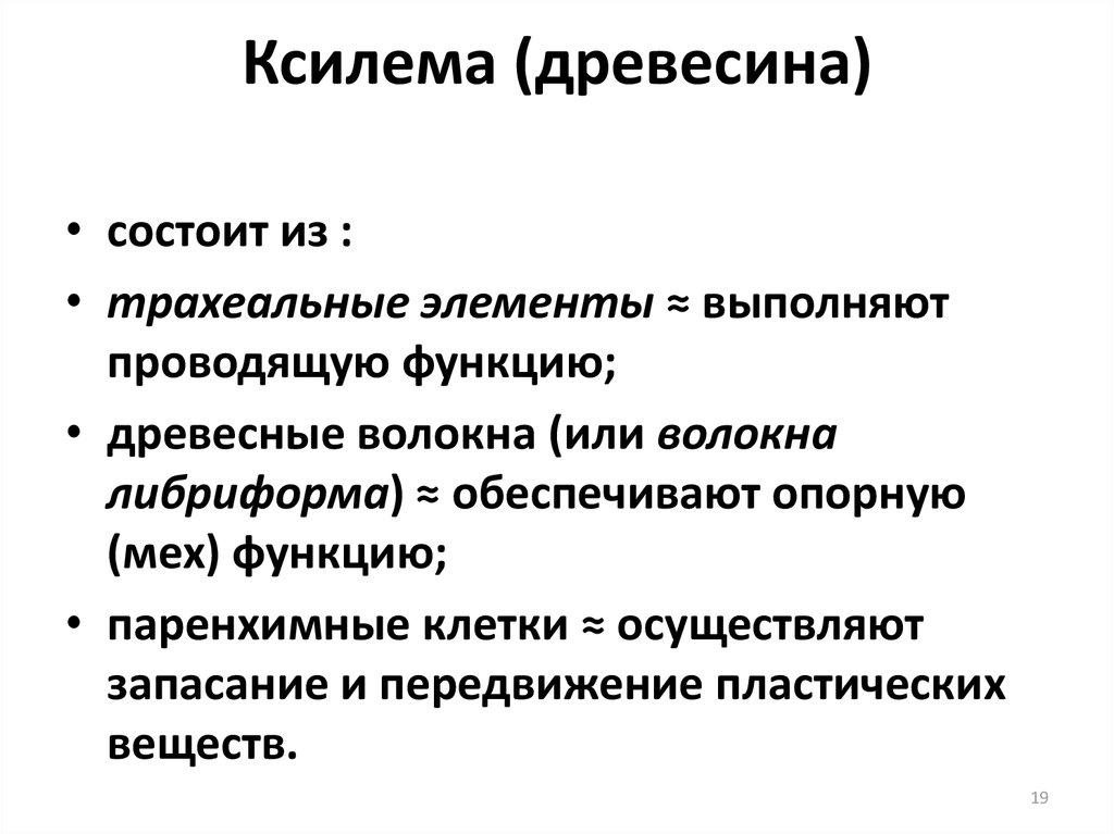 Проводящая функция. Либриформа. Волокна либриформа. Либриформ функции. Клетки либриформа без разделения на ранние и поздние.