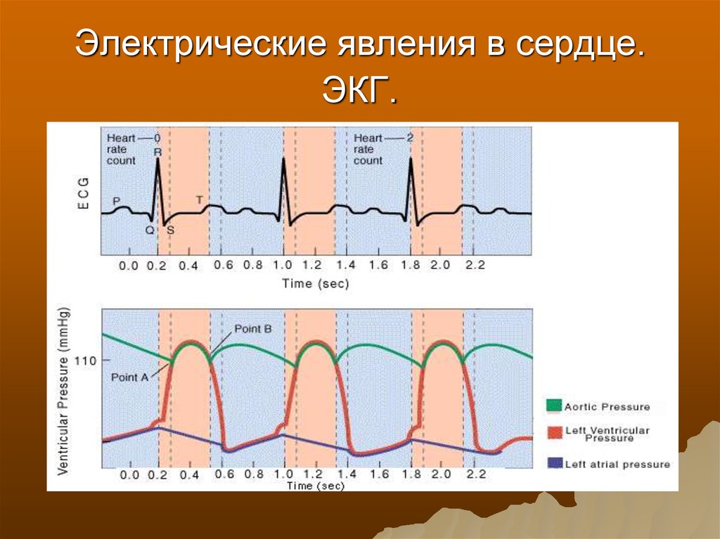 В виде чего регистрируются электрические импульсы сердца. Электрические явления в сердце. Электрические явления в сердце ЭКГ. Электрические явления в серд. Электрические явления в сердце их регистрация.