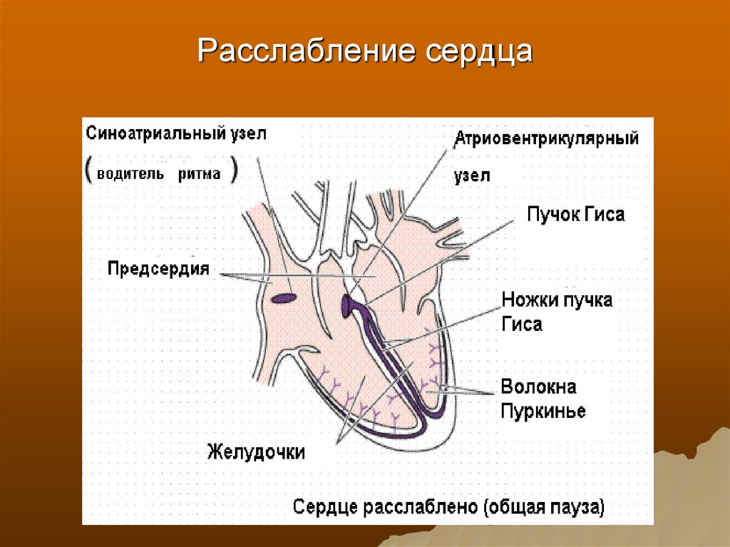 Сердечный длиться. Расслабление сердца. Общее расслабление сердца. Расслабленные мышцы сердца. Общее расслабление сердца продолжается.