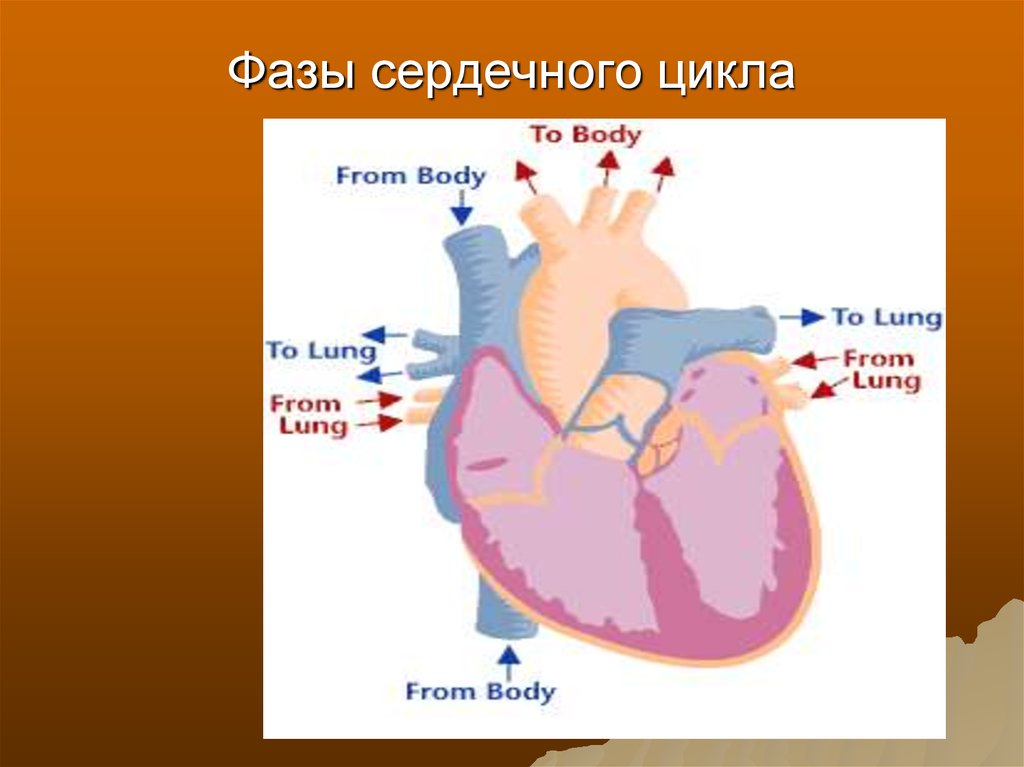 Фазы сердечного сердца. Фазы сердца. Фазы сердечного цикла. Фазы сердца фазы сердца.