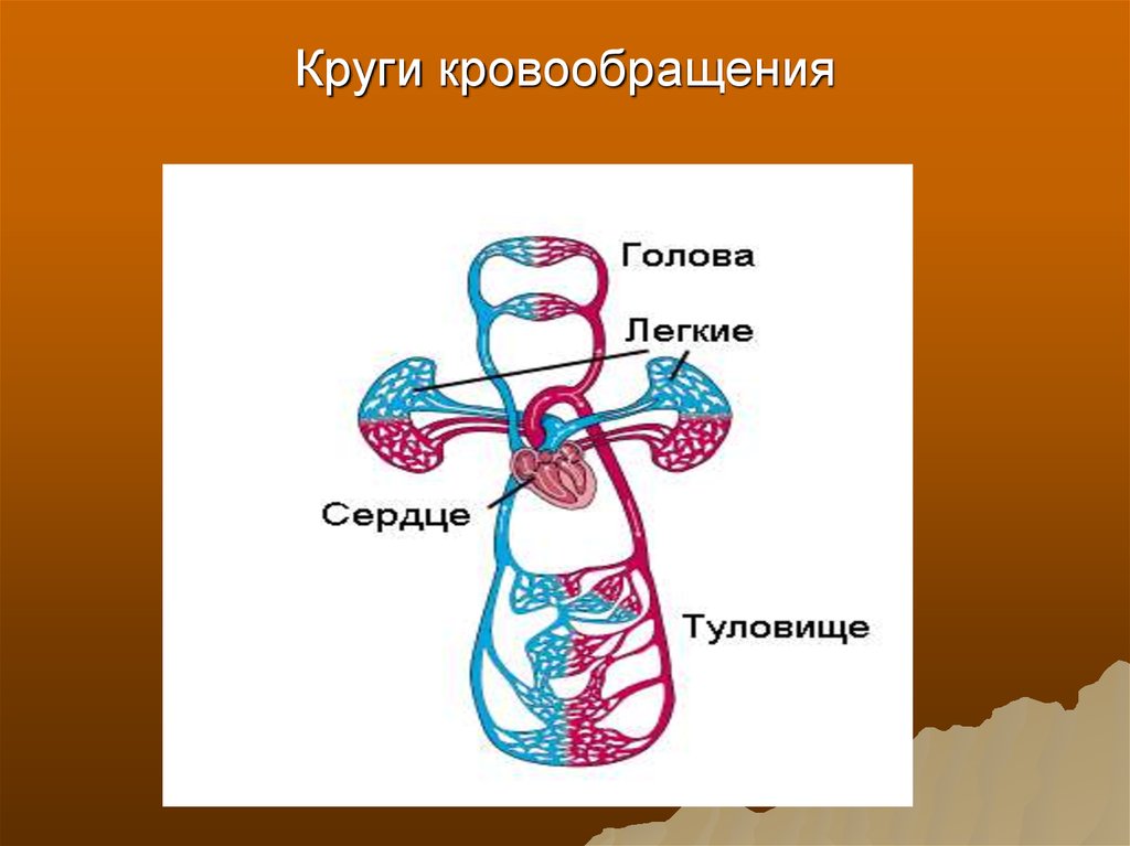 3 круга кровообращения. Круги кровообращения. Сердечный круг кровообращения. Круги кровообращения рисунок. Сердце человека схема кровообращения.