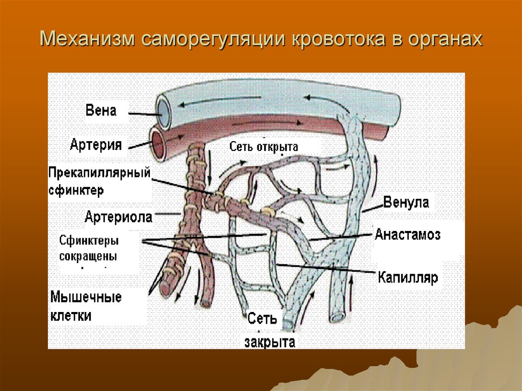 Механизмы гемодинамики. Прекапиллярные артериолы. Вена орган. Строение артерии вены и капилляры. Строение венулы.