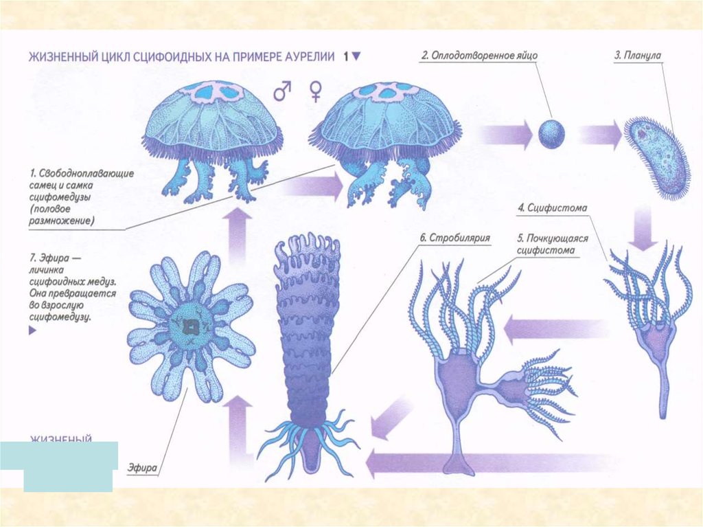 Стадия жизненного цикла медузы. Стадии развития сцифоидных медуз. Жизненный цикл кишечнополостных медуза. Жизненный цикл сцифоидных медуз схема. Цикл развития сцифоидной медузы.