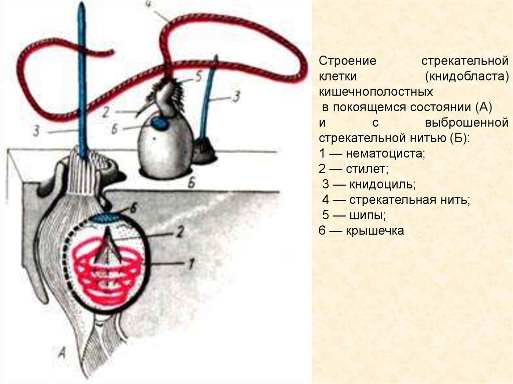 Стрекательные клетки. Строение стрекательной нити. Структура стрекательной клетки. Строение стрекательной клетки медузы. Строение стрекательной клетки кишечнополостных.