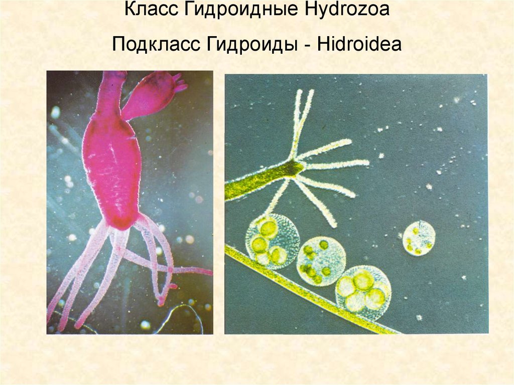 Класс гидроидные. Подкласс Гидроиды. Гидроидные полипы представители. Одиночный гидроидный полип. Образ жизни гидроидных.