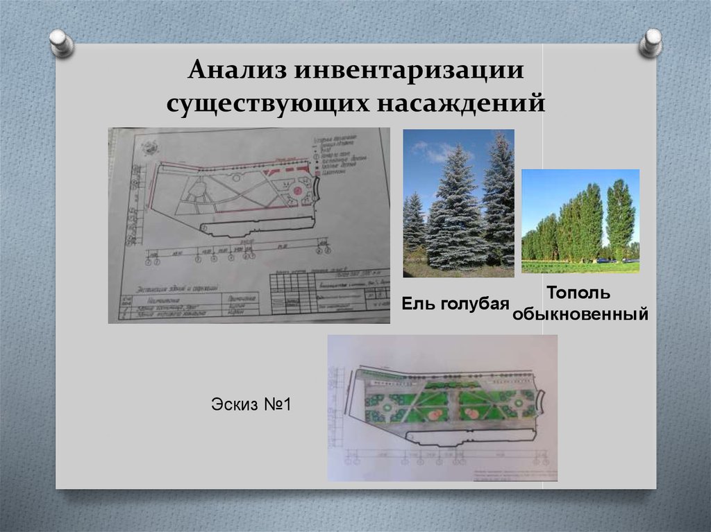 Инвентаризационный план зеленых насаждений