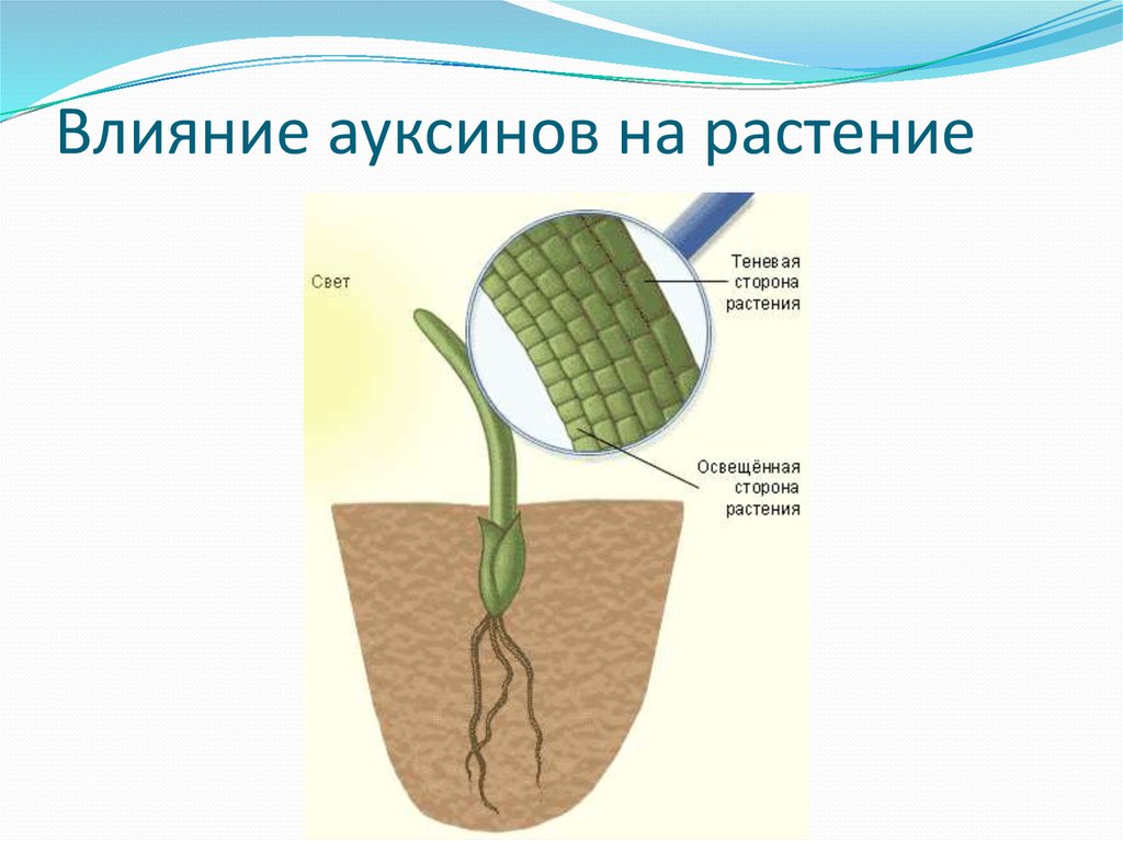 Действие фитогормонов на растение. Гормон ауксин у растений. Фитогормон ауксин. Гормоны роста растений ауксин. Влияние фитогормонов на рост растения.